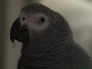 Parrots birds African Grey Parrot – Exceptional Talker - Advert 1