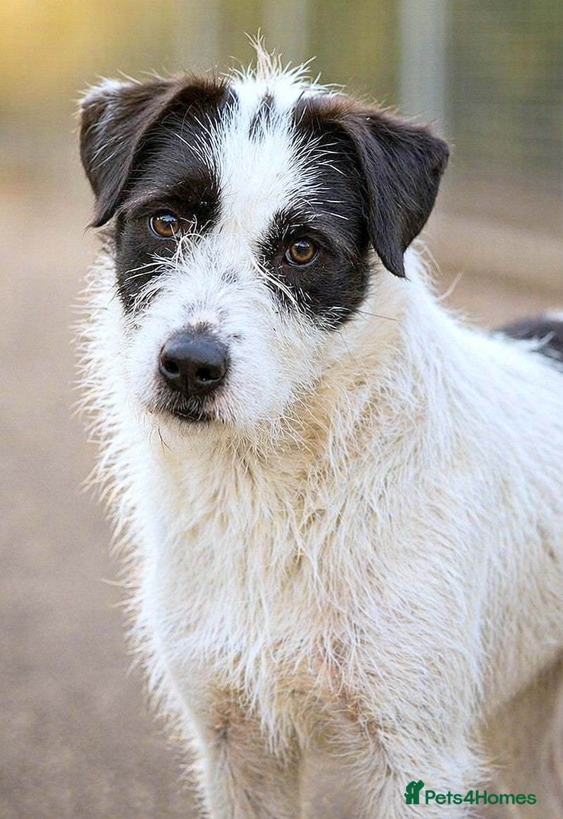 Mixed Breed dogs 🐾 STELLA,URGENT Lovely Girl for a Loving Home 🐾 - Advert 2