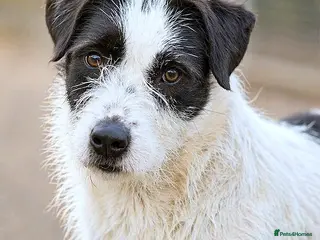 Mixed Breed dogs 🐾 STELLA,URGENT Lovely Girl for a Loving Home 🐾 - Advert 9