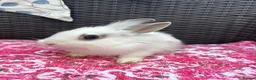 Mixed Breed rabbits for sale: Angora x lionhead babies  - Advert 5