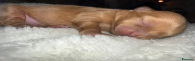 Shih Tzu 5