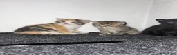 Mixed Breed cats for sale: 3 kittens for sale  in Wantage - Advert 4