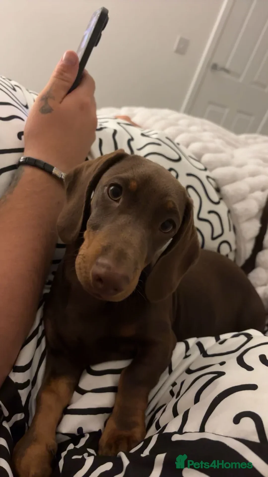 Miniature Dachshund dogs for sale: 1 year old miniature dachshund  in Musselburgh - Advert 2