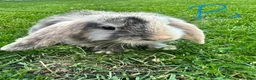 Mini Lop rabbits for sale: Mini Lop Rabbits For Sale  - Advert 4