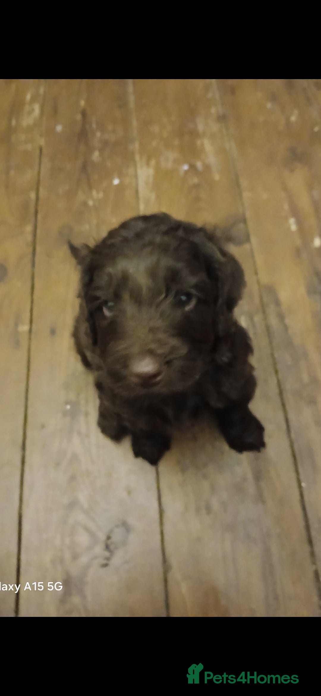 Mixed Breed dogs for sale: 3 beautiful cocker doodles - Advert 5