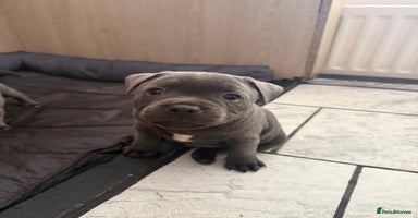 Staffordshire Bull Terrier dogs - Advert 8