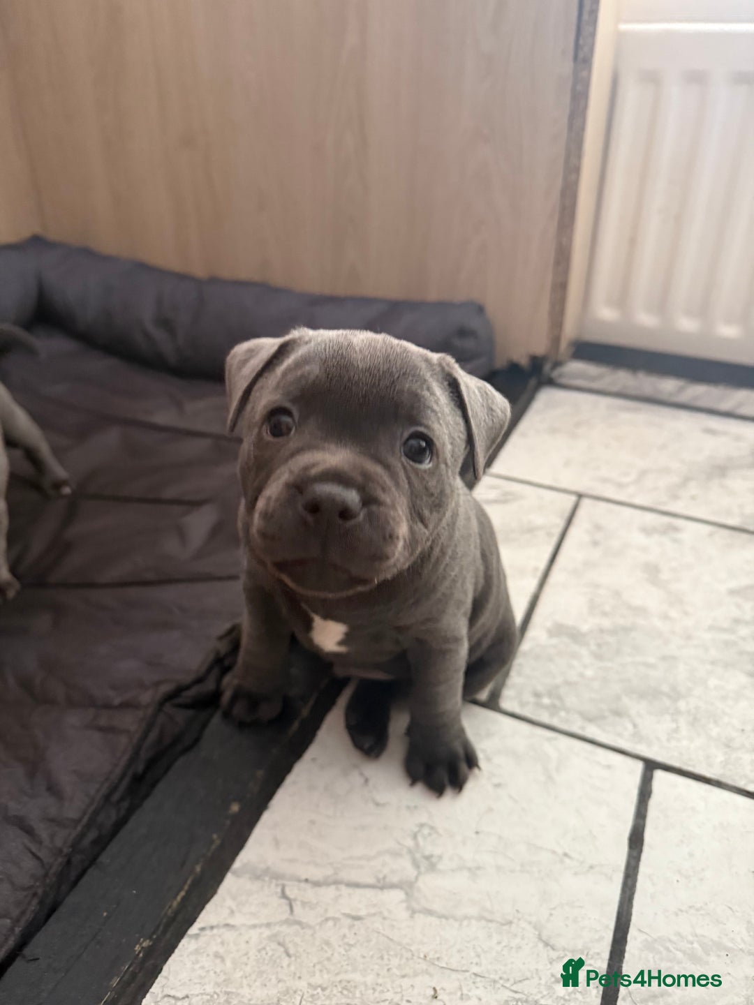 Staffordshire Bull Terrier dogs for sale: Blue Staff pups - Image 2