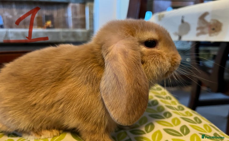 Mini Lop rabbits for sale - Advert 2
