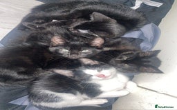 Mixed Breed cats for sale: Kittens - Image 1
