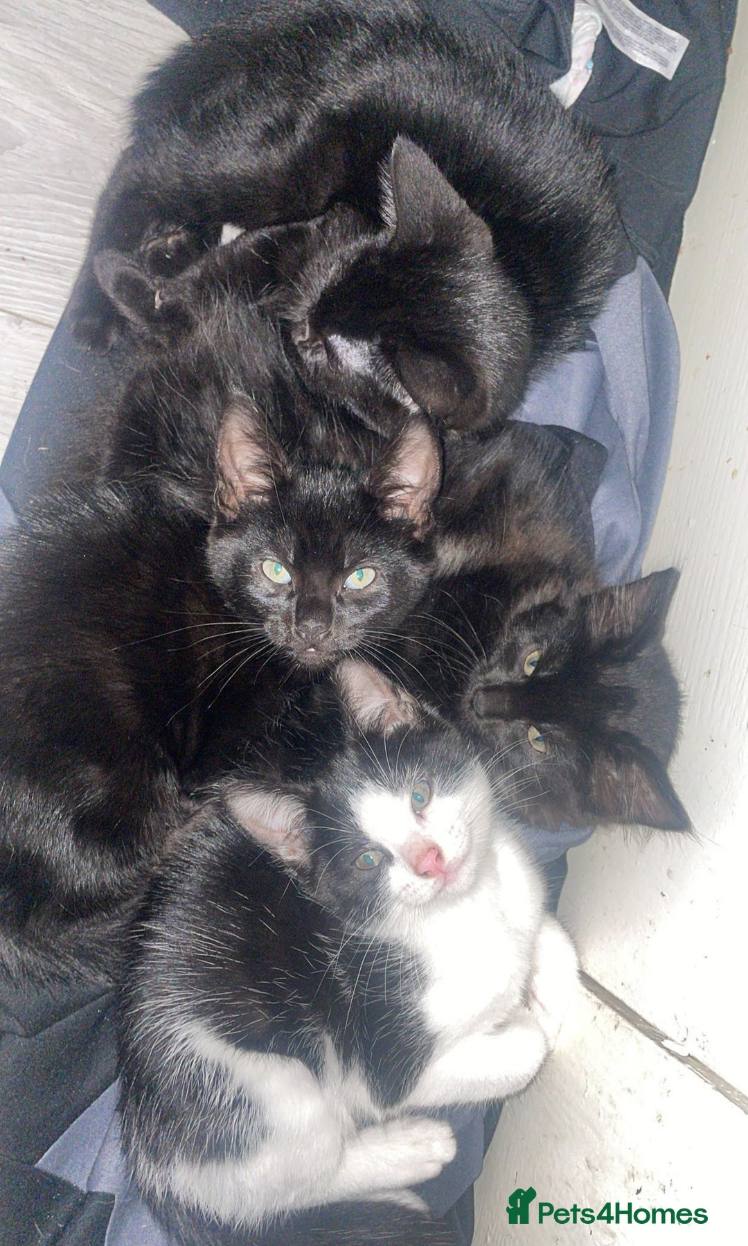 Mixed Breed cats for sale: Kittens - Image 1