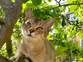 Abyssinian cats Beautiful Abyssinian mother births 6 kittens - Advert 7