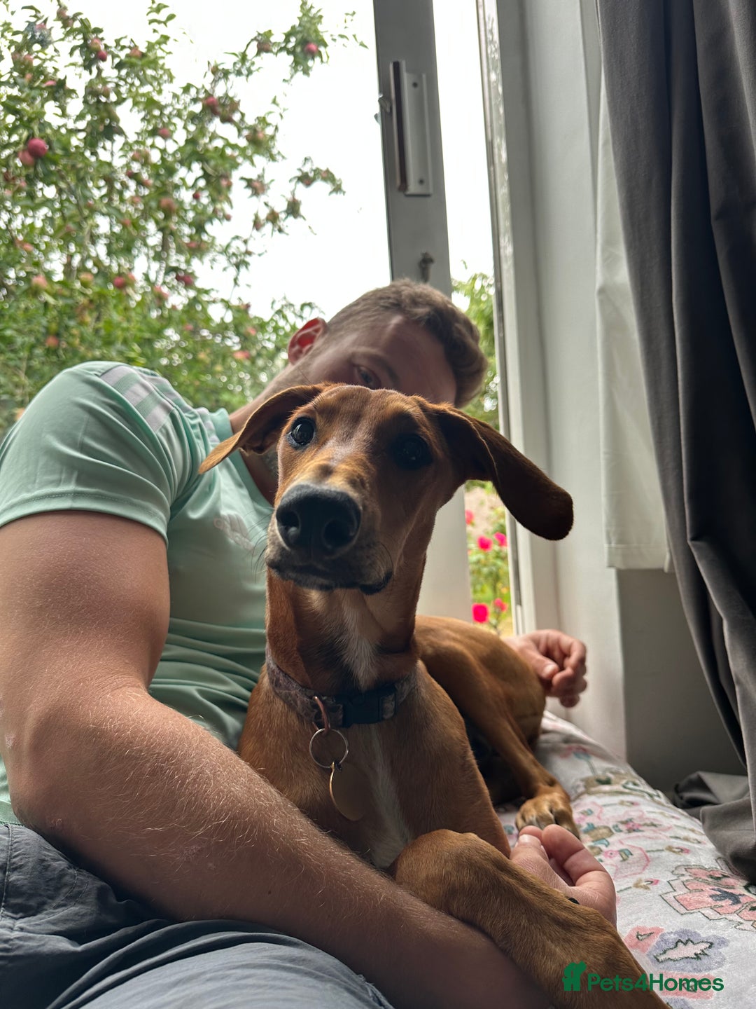 Mixed Breed dogs for sale: Mara - Doberman X Lurcher 7 month old girl - Image 10