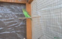 Budgerigars birds for sale: Budgies  - Image 33