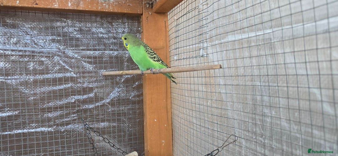 Budgerigars birds for sale: Budgies  - Image 33