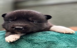 Siberian Husky dogs for sale: KC Lovingly Raised Siberian Husky Puppies - Image 7