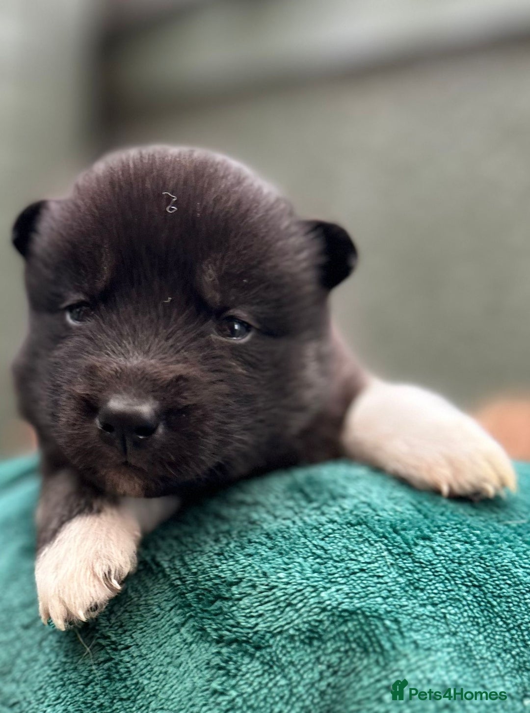 Siberian Husky dogs for sale: KC Lovingly Raised Siberian Husky Puppies - Image 7