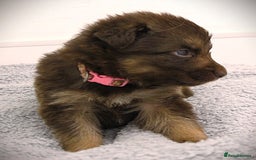 German Shepherd dogs for sale: GORGEAOUS K/C Registered German Shepherd puppies - Image 16