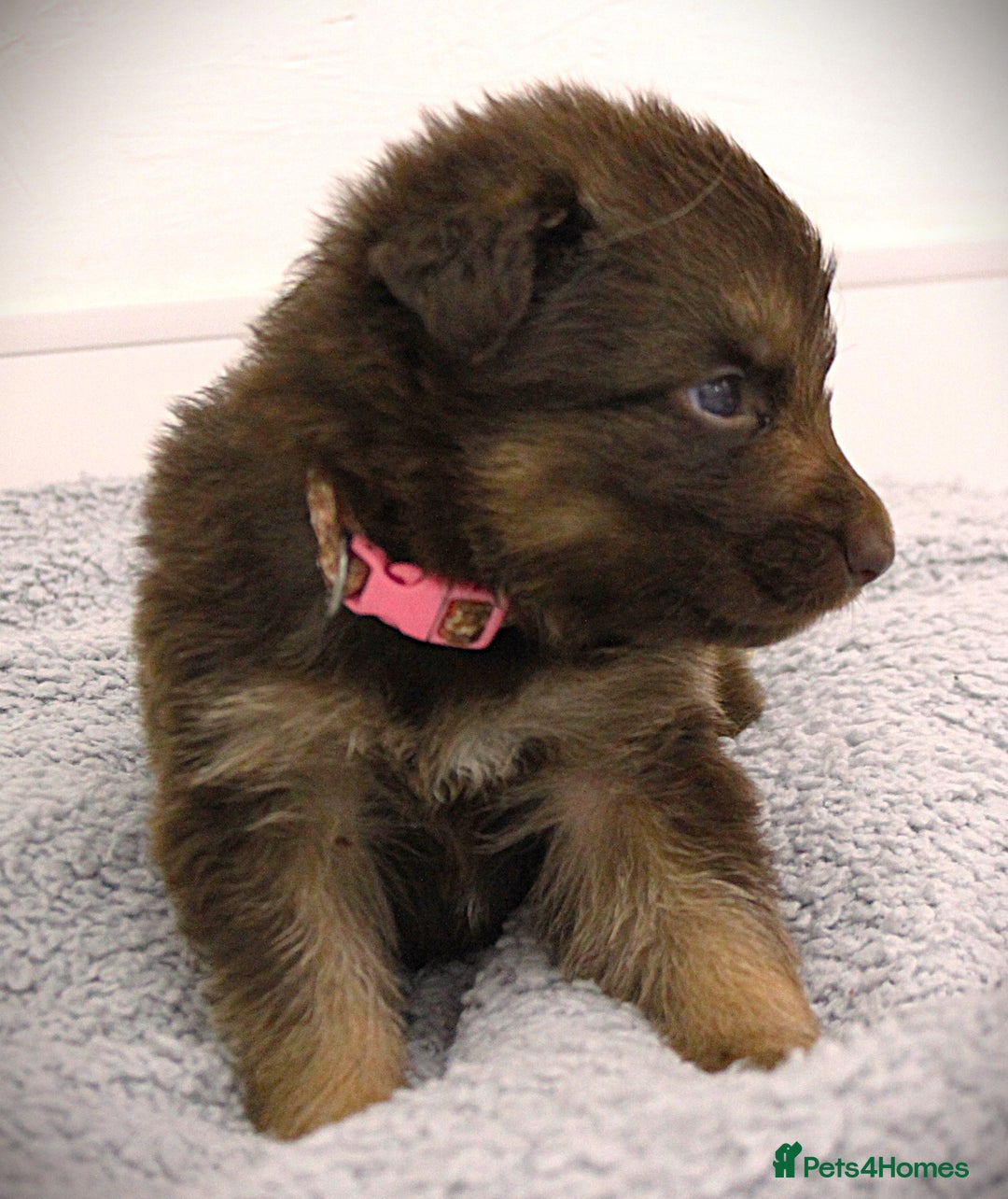 German Shepherd dogs for sale: GORGEAOUS K/C Registered German Shepherd puppies - Image 16