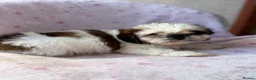Shih Tzu dogs for sale: 🐶 Beautiful Shih Tzu Puppies for Sale 🐶 - Advert 21