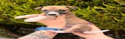 Whippet dogs for sale: One boy, Kennel club registered. - Advert 16