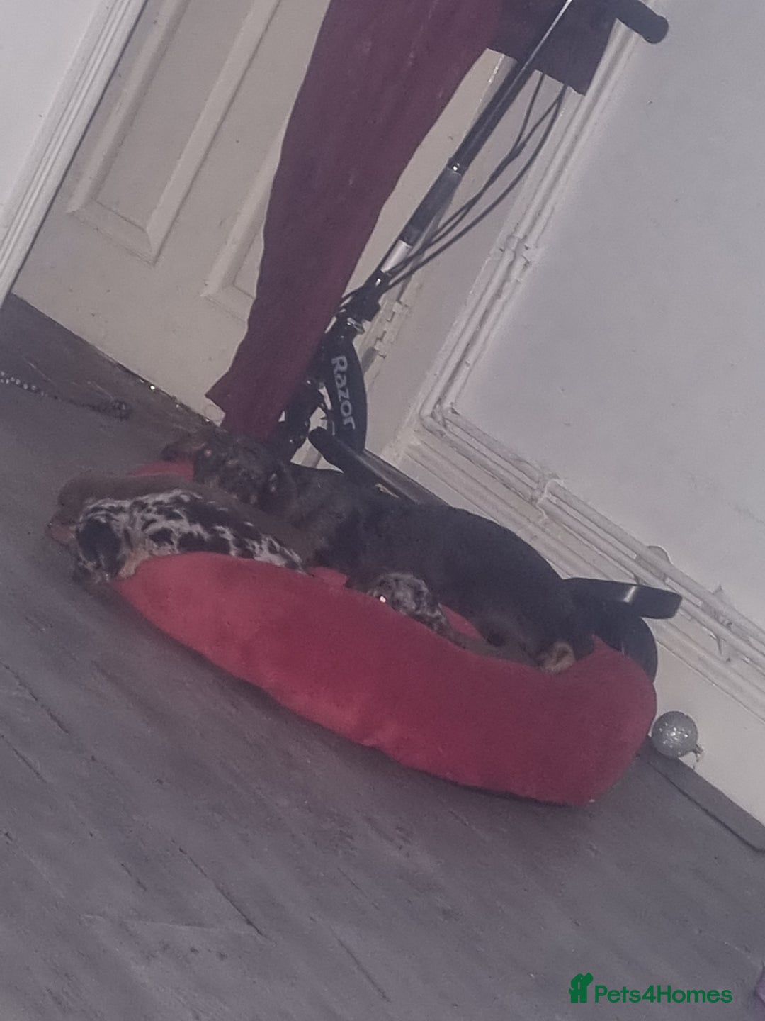 Miniature Dachshund dogs for sale: Miniature Dachshund  - Advert 4