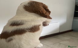 Cocker Spaniel dogs for sale: Beautiful Cocker Spaniel Puppies For Sale  - Image 4