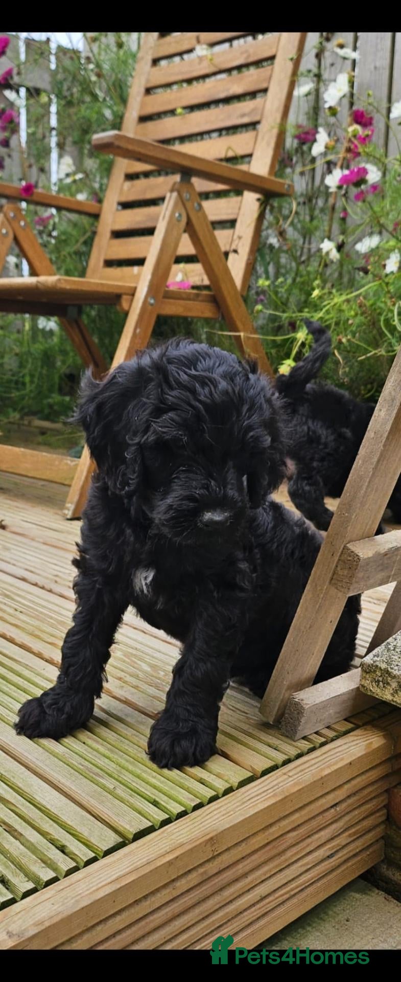 Sproodle dogs Stunning Sproodles puppys for sale - Advert 18