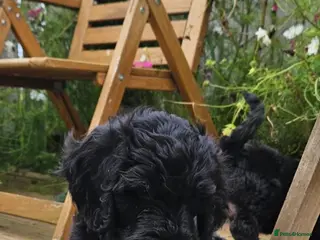 Sproodle dogs Stunning Sproodles puppys for sale - Advert 18