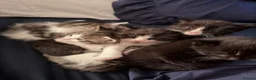 Mixed Breed cats for sale: Friendly kittens ready for homes  - Advert 15