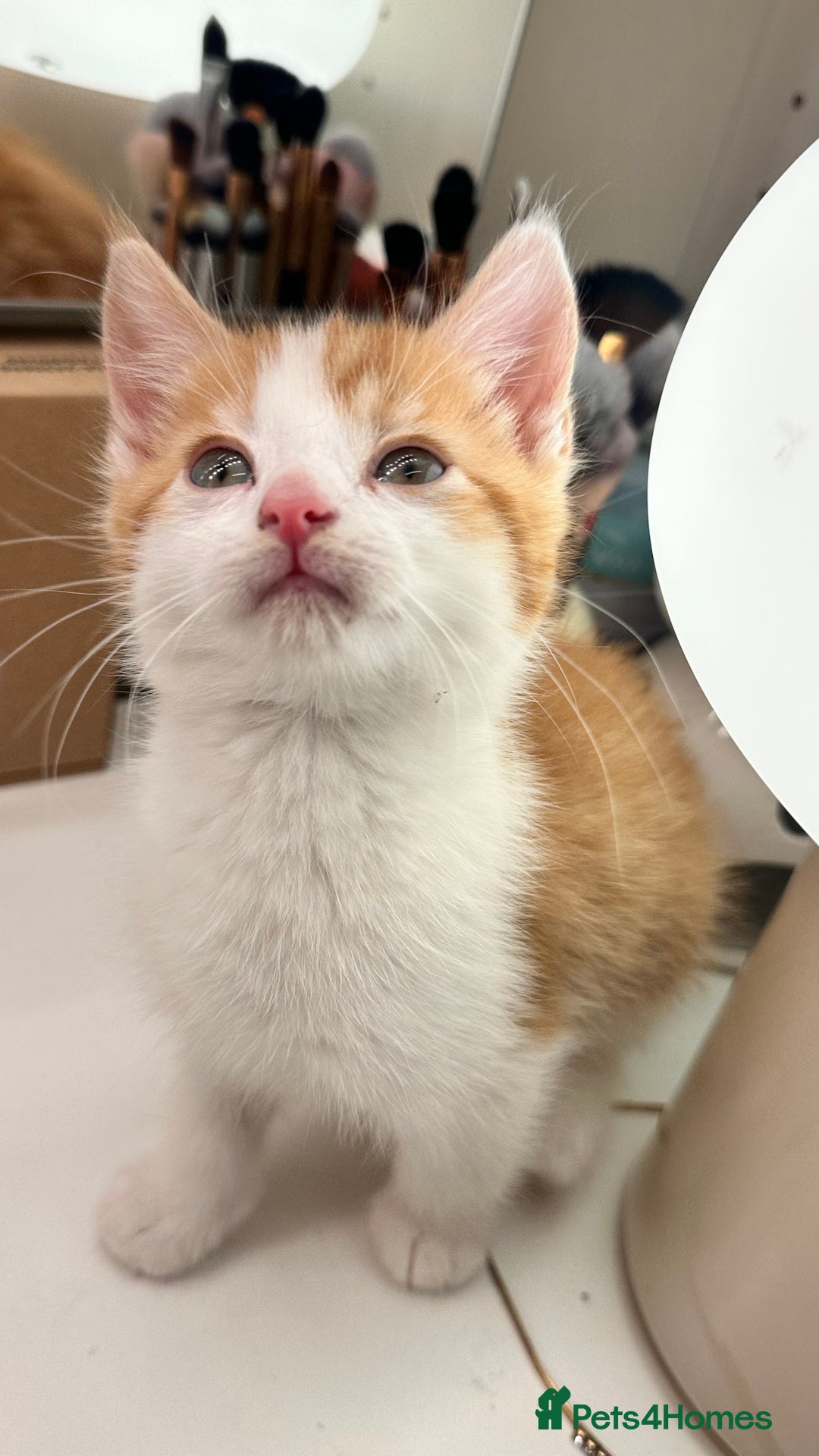 Mixed Breed cats for sale: 6 mixed breed ( shorthair and longhair) kittens - Advert 6