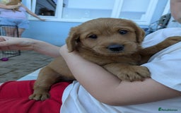 Labradoodle dogs for sale: Fox Red Labradoodles. 4 boys 3 girls  - Image 5