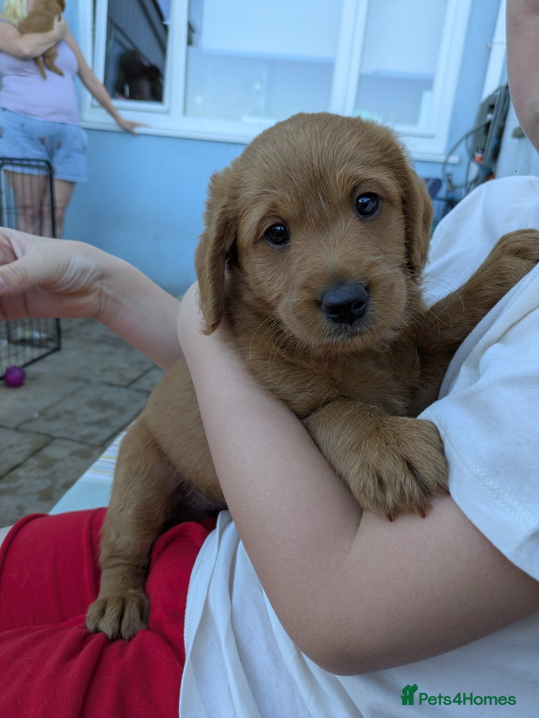 Labradoodle dogs for sale: Fox Red Labradoodles. 4 boys 3 girls  - Image 5