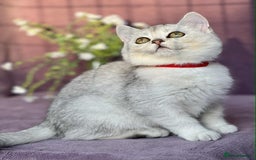 British Shorthair cats for sale: OPEN TO OFFERS TICA registered BSH kittens - Image 27