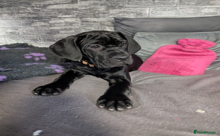 Cane Corso dogs - Advert 6