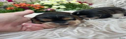 Cocker Spaniel dogs for sale: Kc show cocker spaniels - Advert 5