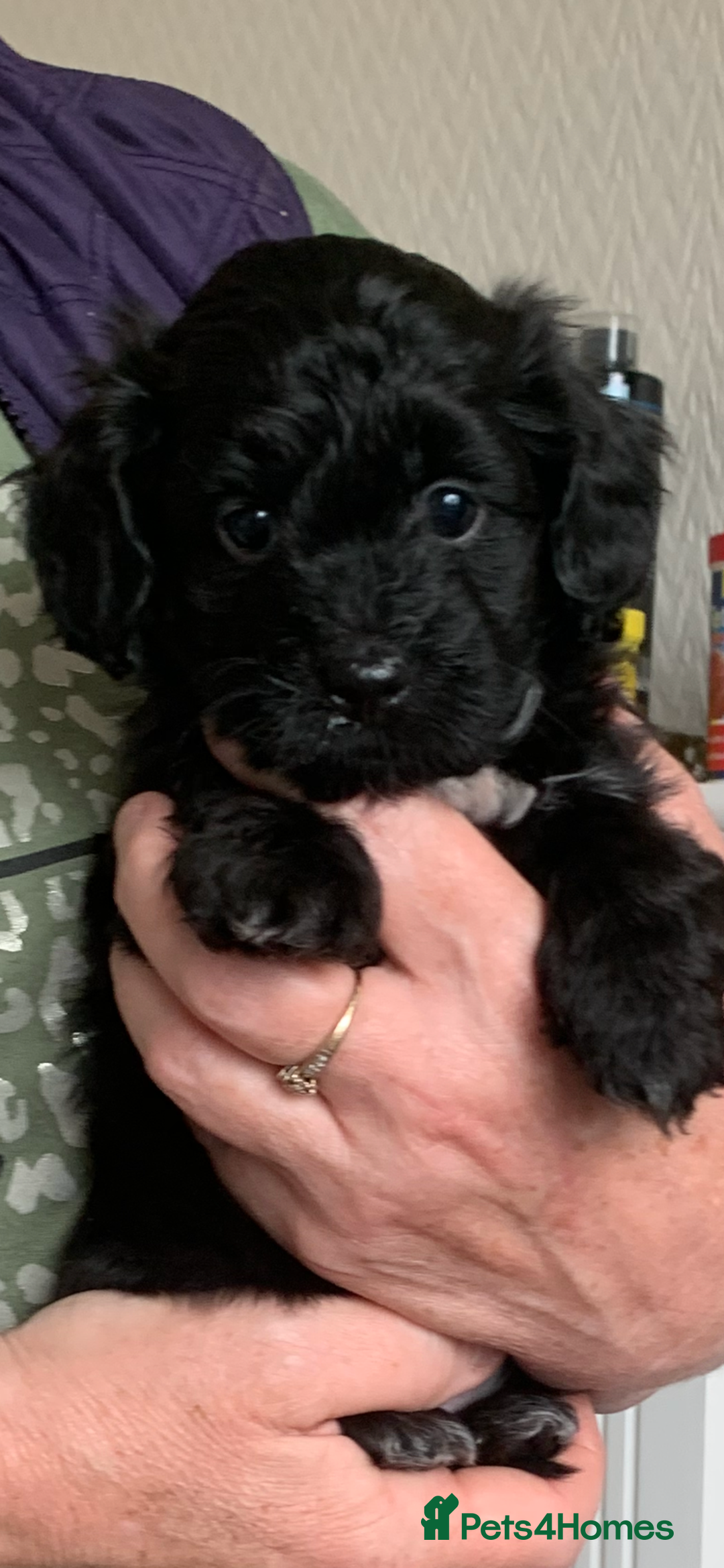 Shihpoo dogs for sale: Health tested shihpoo x toy poodle pups  - Image 2