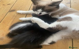 Mixed Breed cats for sale: Black, Black and white Kittens  - Image 3
