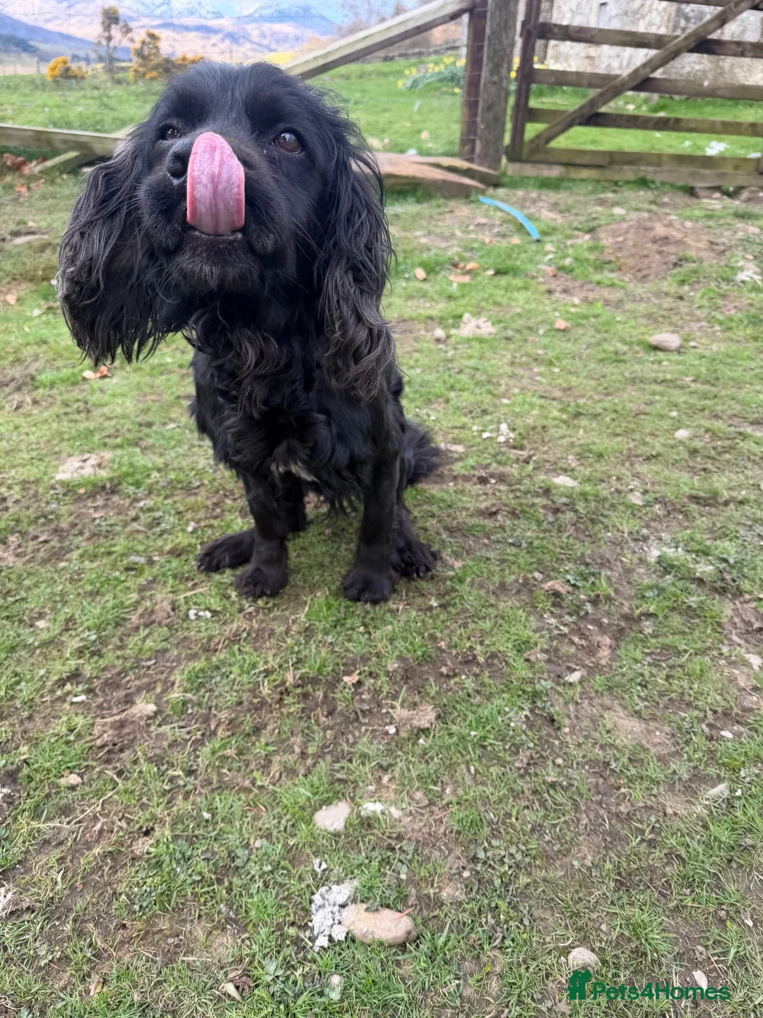 Cocker Spaniel dogs for adoption: Billy - Advert 4