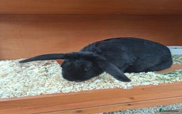 Dutch rabbits for sale: Holly the rabbit  - Image 3