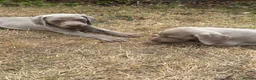 Weimaraner dogs for sale: 🐶KC Registered Weimaraner Puppies 🐶 - Advert 10