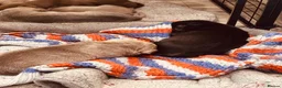 Mixed Breed dogs for sale: Staffy mix puppies looking forever homes  in Greenford - Advert 6