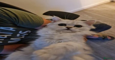 Persian cats - Advert 12