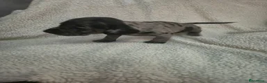 Male