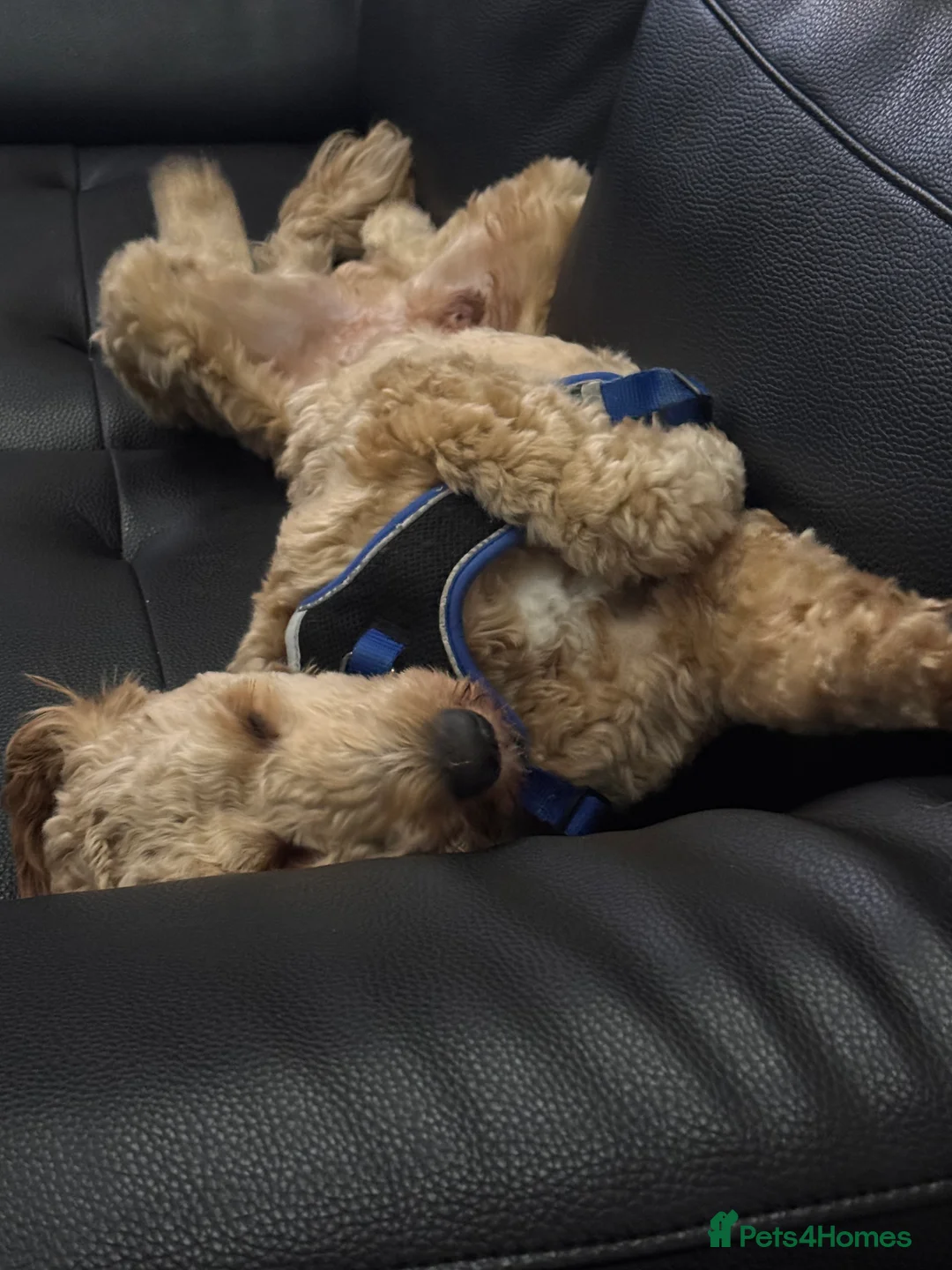 Australian Labradoodle dogs for sale: Adorable Australian labradoodle  - Advert 4