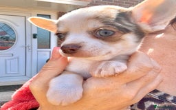 Chihuahua dogs for sale: 🌸🐶 Chihuhua Puppies 🐶🌸 - Image 1