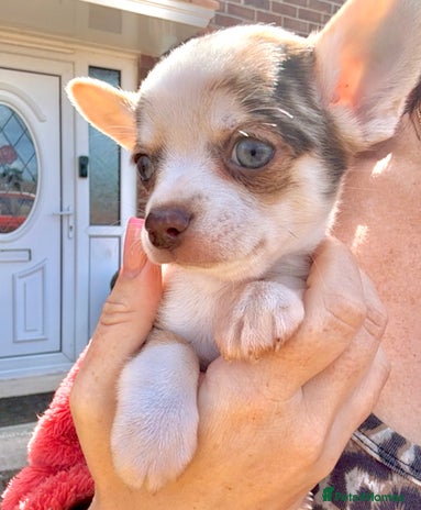 Chihuahua dogs - Advert 1