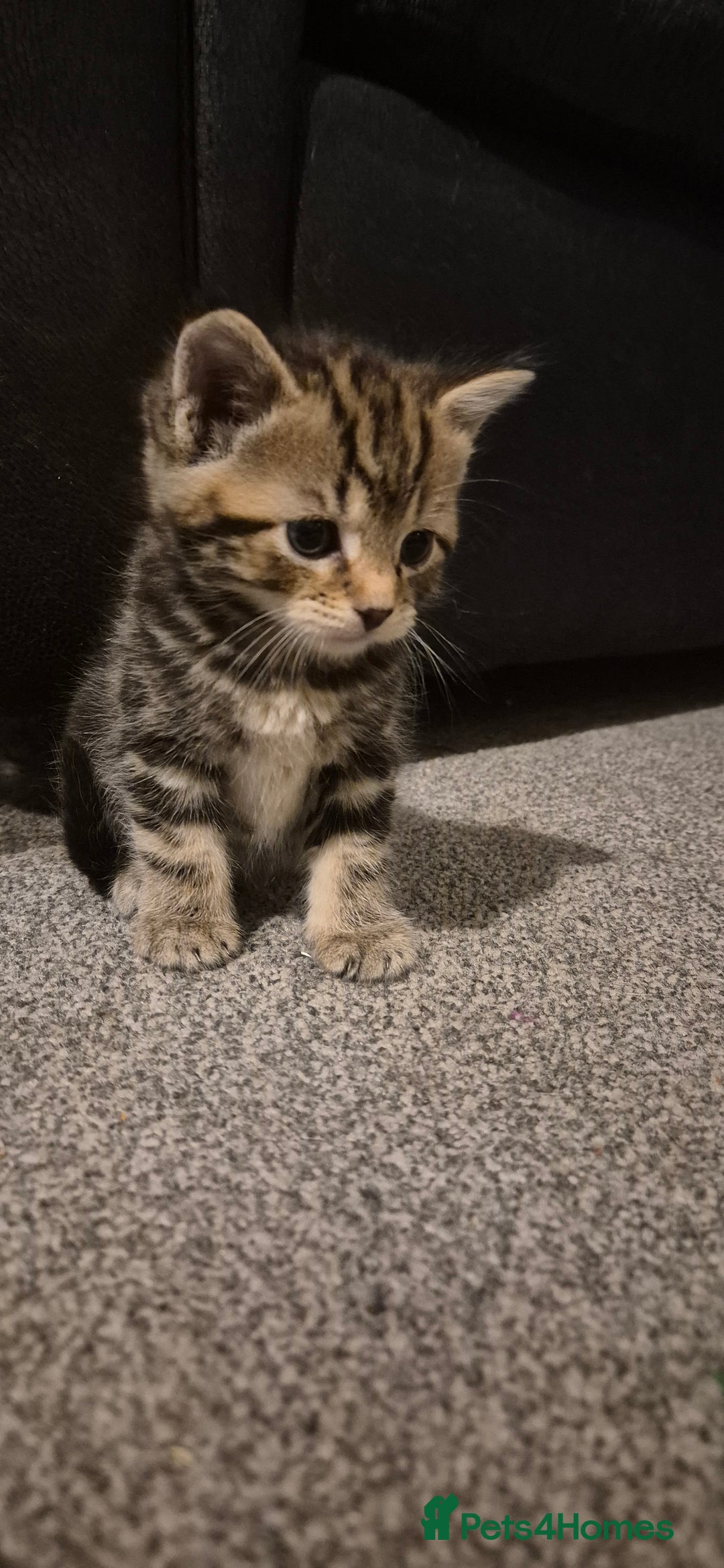 Mixed Breed cats for sale: Kittens silver tabby Britishshort-hairxmaincoon  - Advert 12