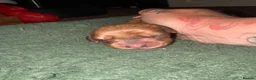 Dachshund dogs for sale: Long and short haired dachshund puppies available  - Advert 13