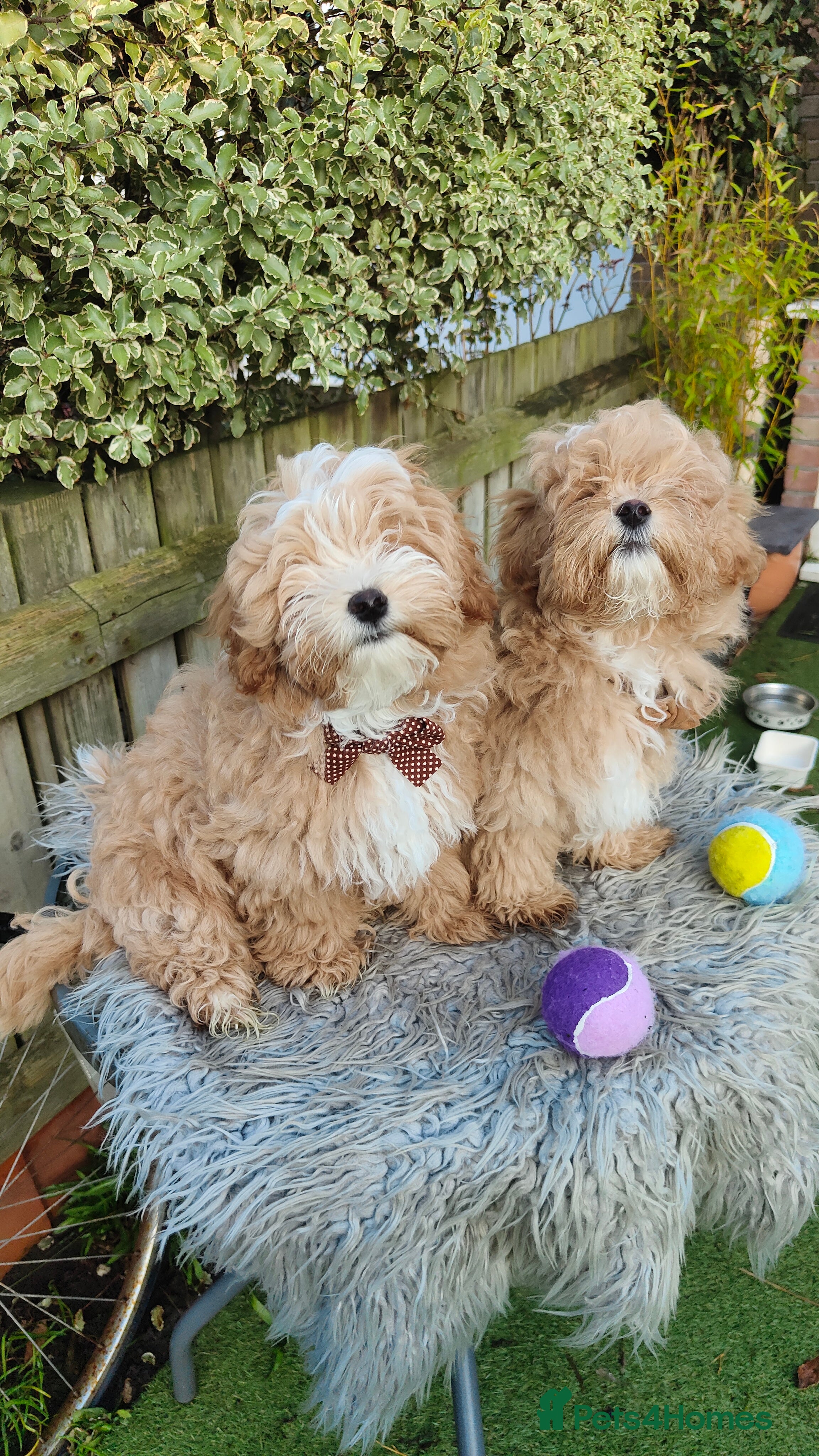 Maltipoo dogs Exclusive F1 Tiny Asian Maltipoo Puppies  - Advert 2