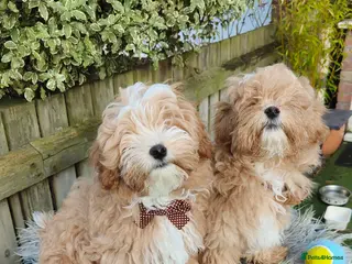 Maltipoo dogs Exclusive F1 Tiny Asian Maltipoo Puppies - Advert 2